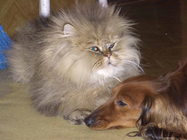 Коты, кошки, котята