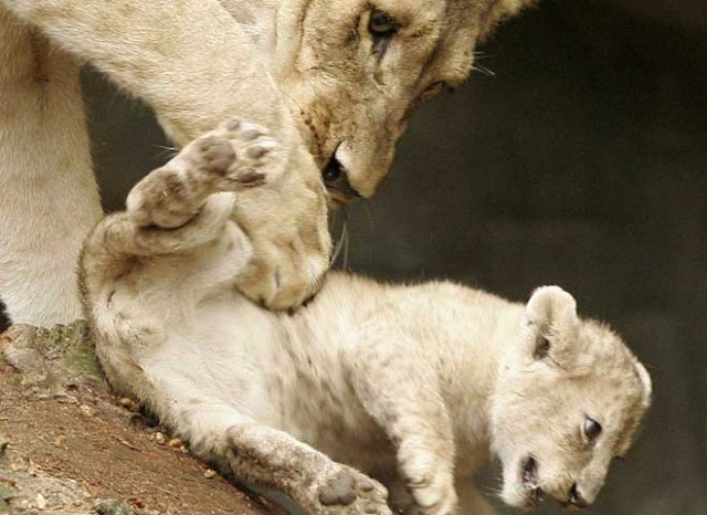 ДИКИЕ КОШКИ