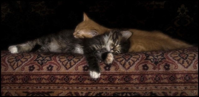 Коты, кошки, котята