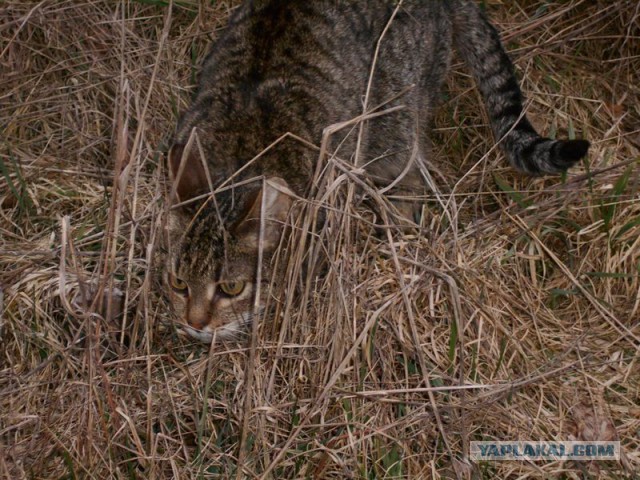 Жизнь домашнего приюта для котеек 107