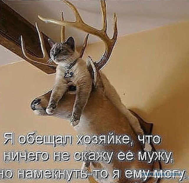 Когда муж вернулся рано с командировки