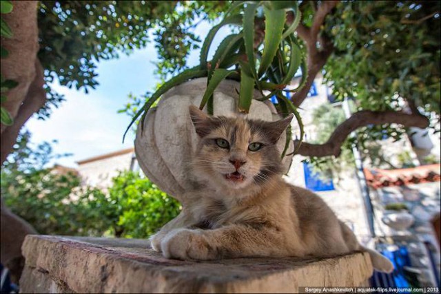 Коты из сети