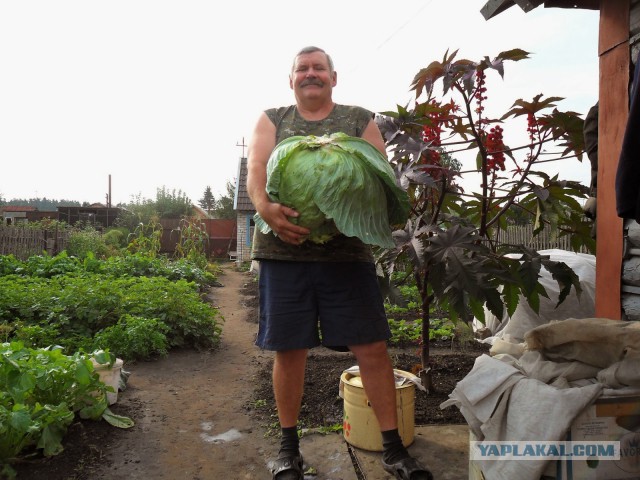Морские свинки уничтожают капусту