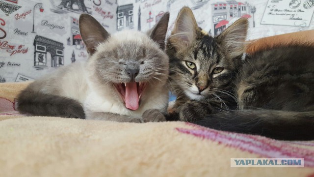 Котовторник 28.02.2017