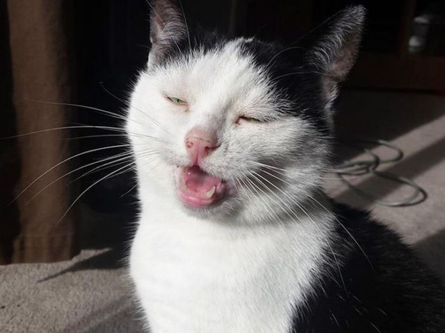 Коты и Кошки