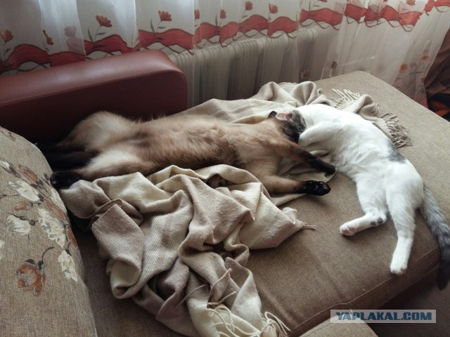 Котовторник 14.03.2017