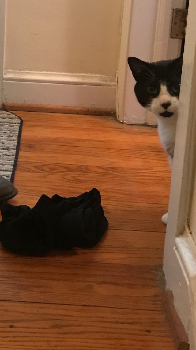 Коты и Кошки