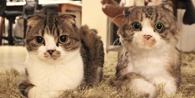 Коты и Кошки