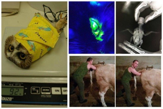 Приходи ко мне лечиться и корова, и волчица! Тема о буднях ветеринарных врачей.