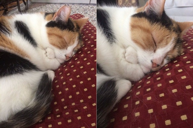 Прикольных котов пост