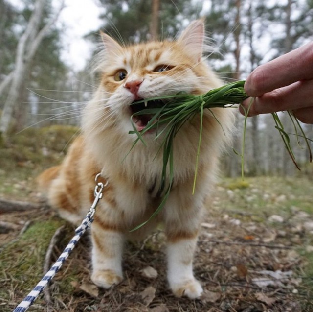 Немного милоты