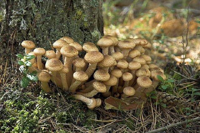 Последние тёплые дни, поход за грибами