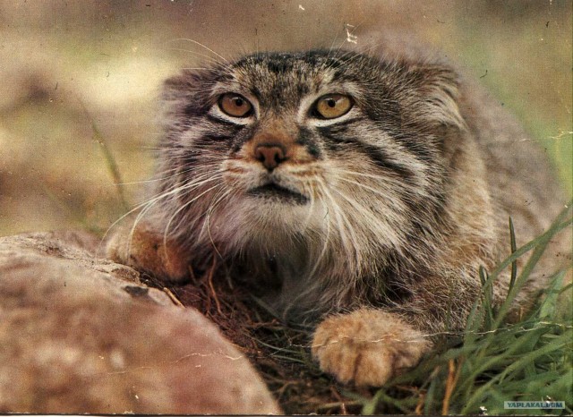 Котовторник. А как же?!