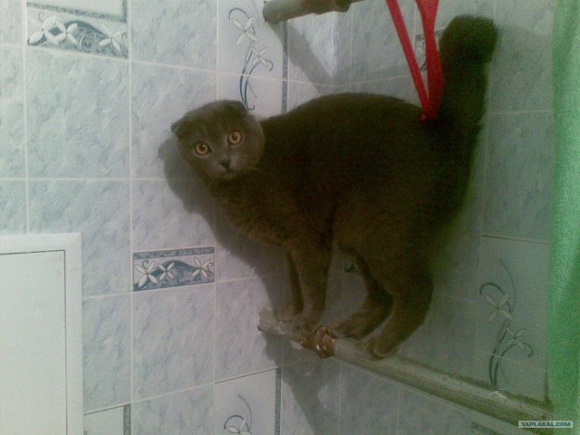Котовторник с Максом