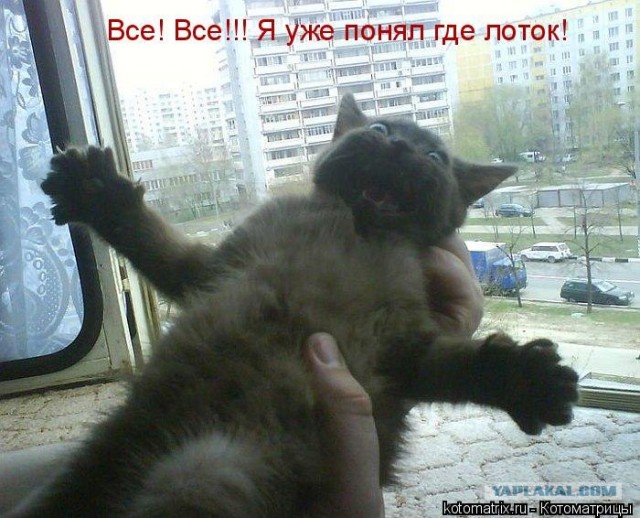 Сонный Котовторник