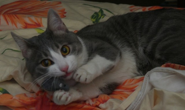 Котовторник (10.01.2012)