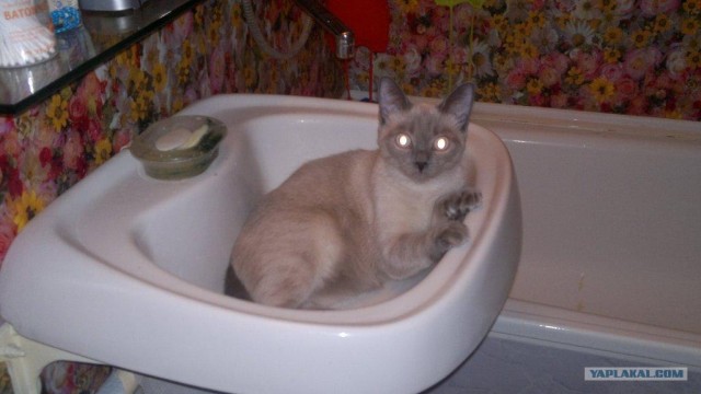 КОТОВТОРНИК (6.03.2012)