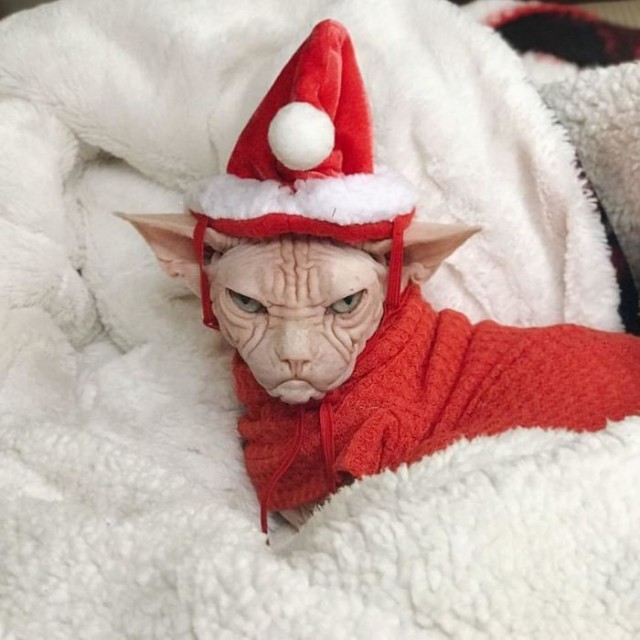 Прикольных котов пост