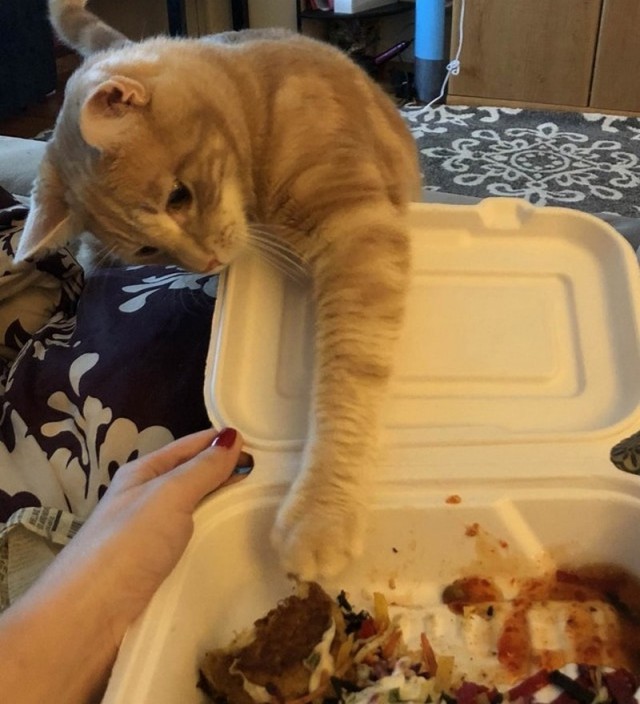 Прикольных котов пост