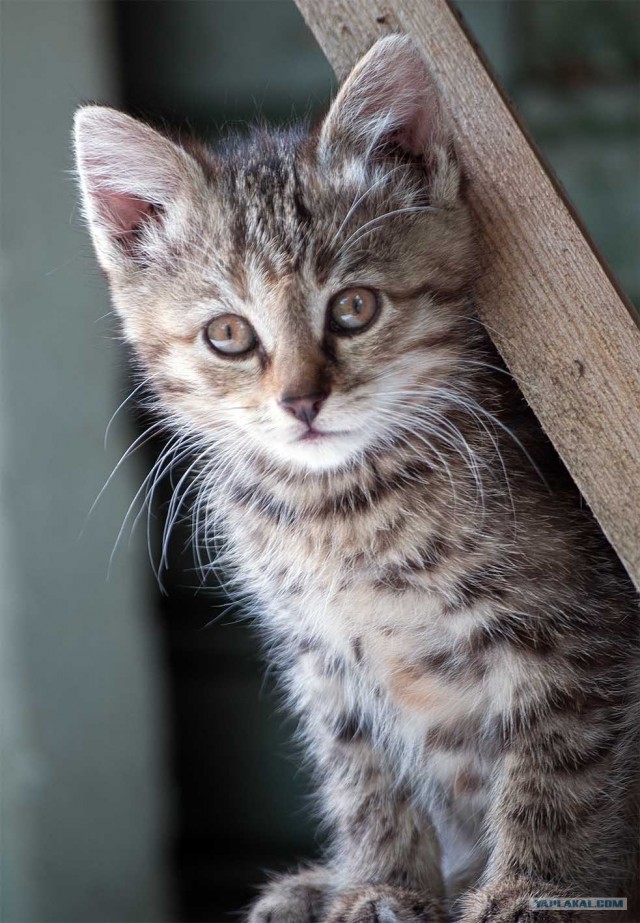 Котовторник 07.08.2012