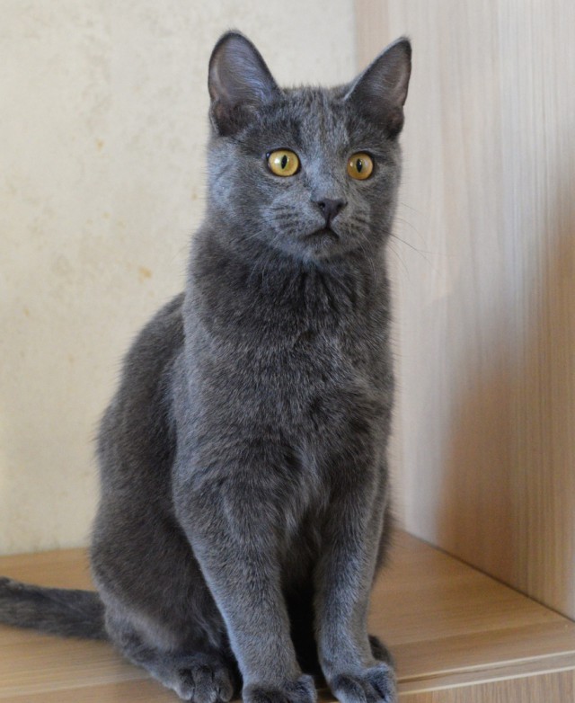 Забавные фото котеек