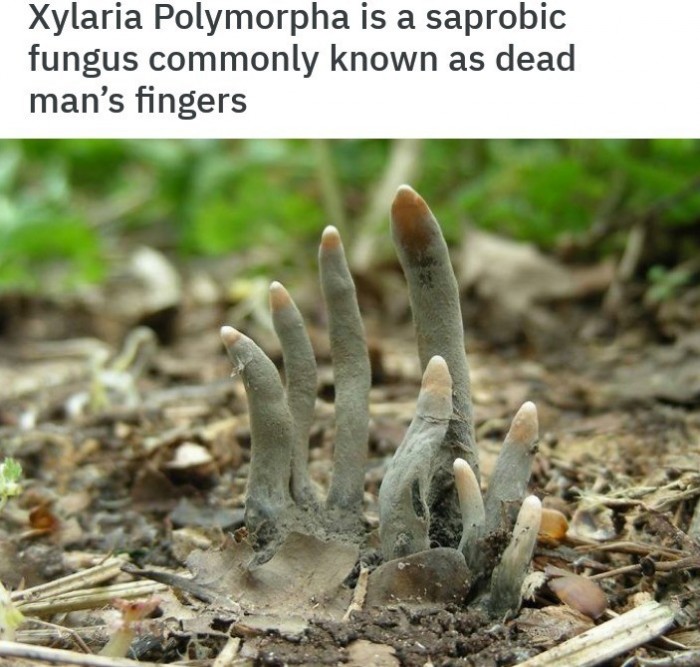 Грибы