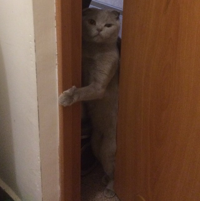 Живность из сети