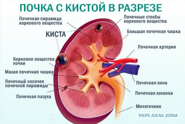 В Новосибе показали первые изображения коронавируса COVID-19 под микроскопом