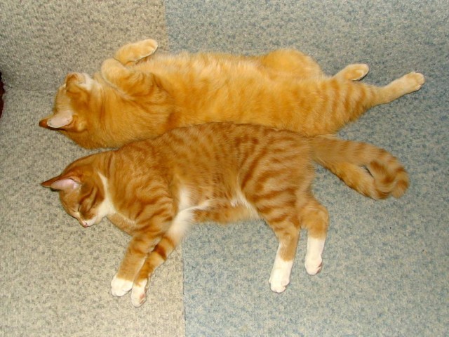 Которник