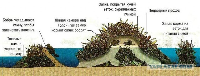 30 секунд из жизни устроителей запруд
