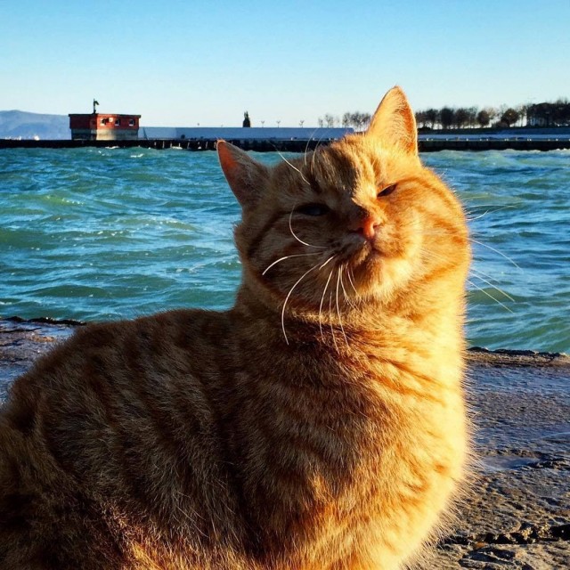 Разные котики