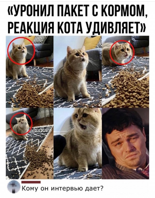 Картинки и мемы для настроения 13.12.2021