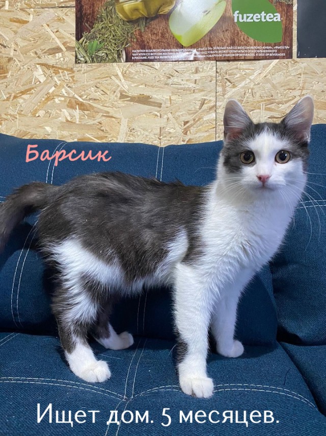 Жизнь домашнего приюта "Котоленд" 322