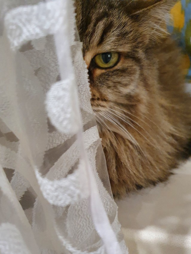 Котовторник 19.07.22