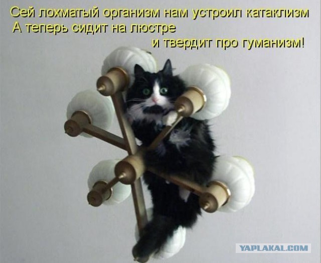 Котоюмор на ЯП. Веселые кото-картинки!