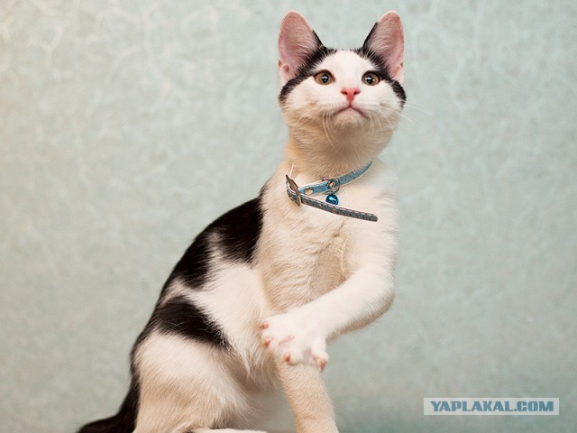 Котовторник  19.03.2013