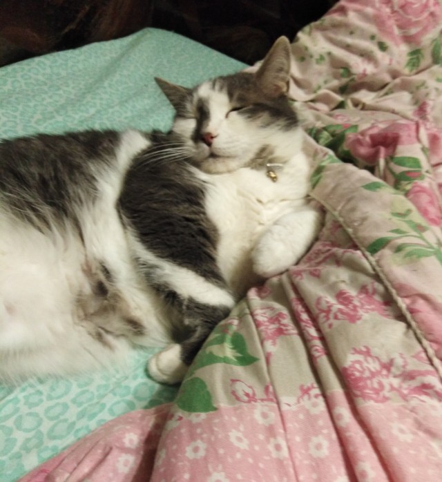Даёшь котов в этот вторник!