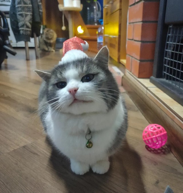 Даёшь котов в этот вторник!