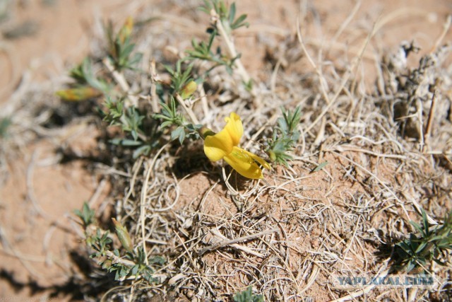 В Монголию на мотоциклах 2006