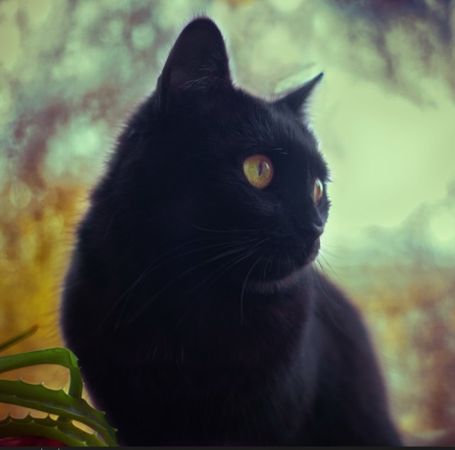 Кошки – лучшее творение эволюции