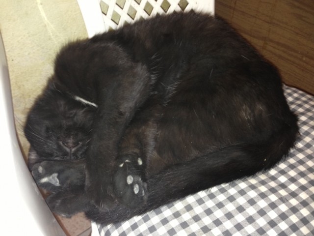 Котовторник 30.04.2013