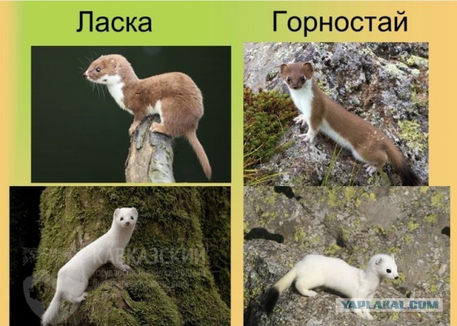 Ласка vs Крыса