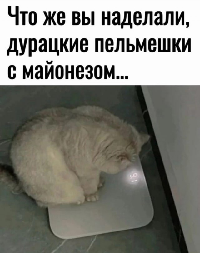 КотоВторник: Это ты виноват!