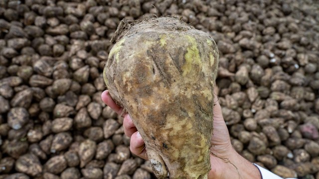 Убьют ли заморозки урожай? Фермеры подсчитывают потери