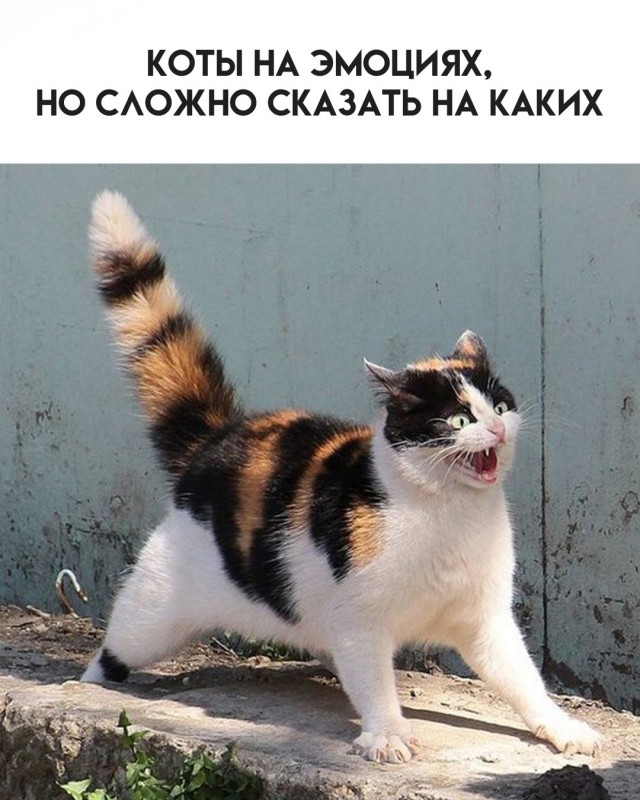 Так себе картинки 13.06.25