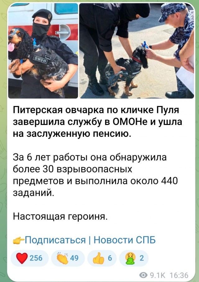 Самый хороший и отважный хвостик отправился на заслуженную пенсию после многолетнего патрулирования в питерском ОМОНе