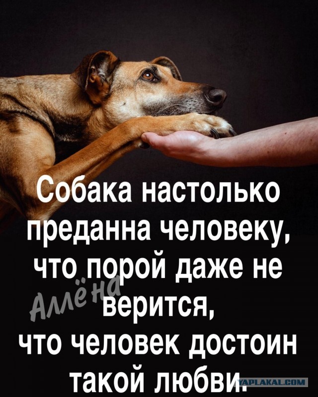Брошенная под дождём овчарка всю ночь ждала хозяйку в Новосибирске