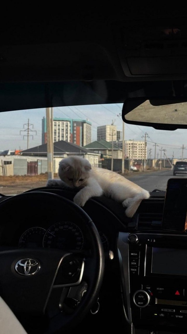 Милоты вам с утра: девушка вызвала такси, а к ней приехал водитель с котёнком