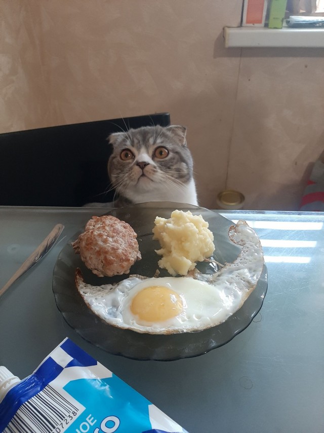 К-котовторник