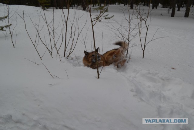 Что такое собака в доме